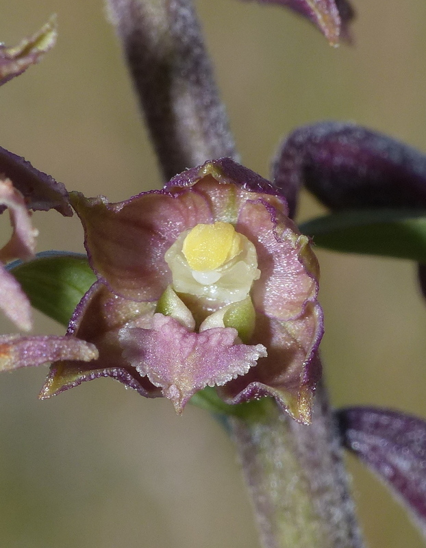 Le belle Epipactis sulle praterie di Campo Imperatore (AQ)  luglio 2025.